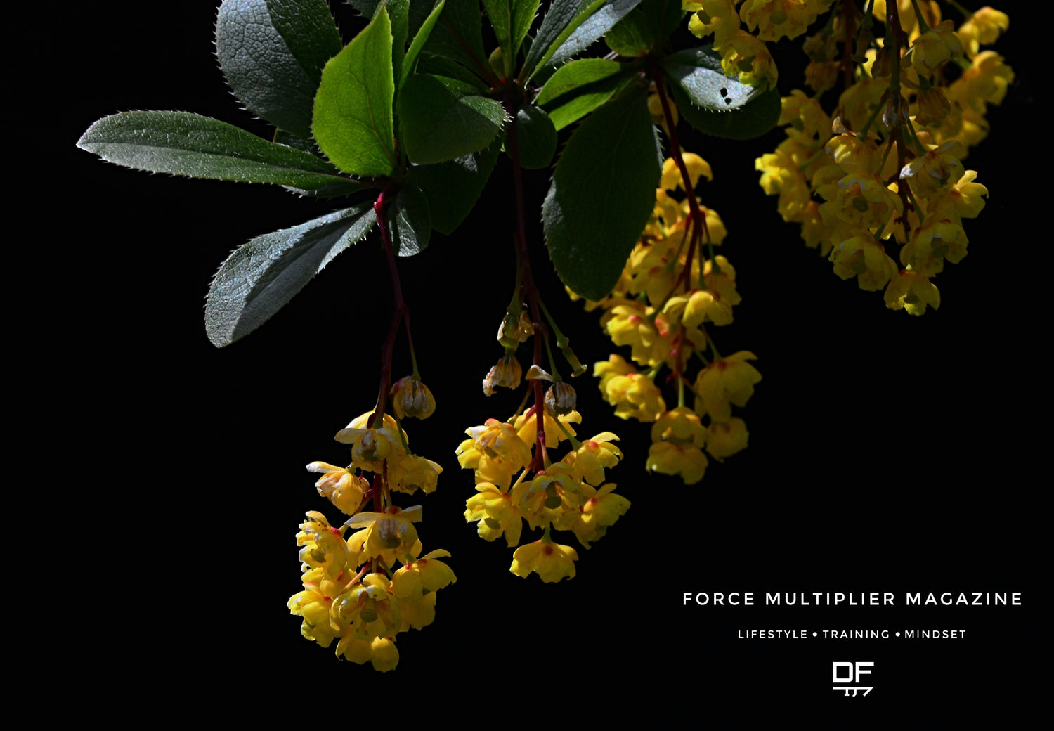Berberine: Nature's Force Multiplier for Metabolic Mastery, Heart Resilience, and Lifelong Vitality